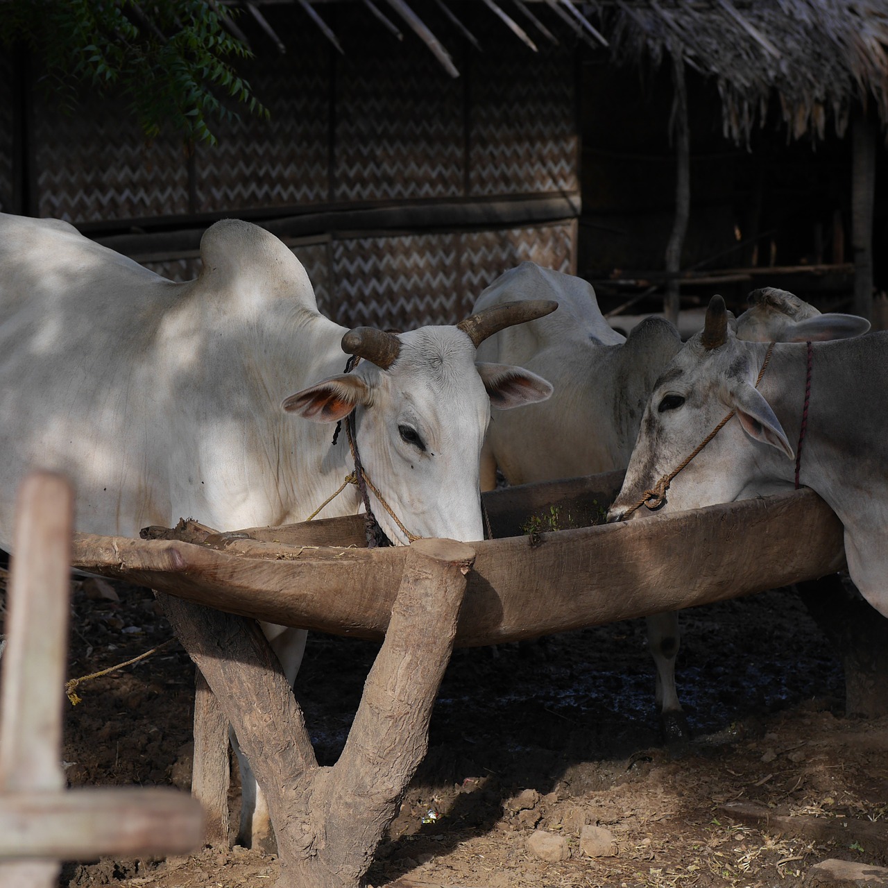 cows potions burma free photo
