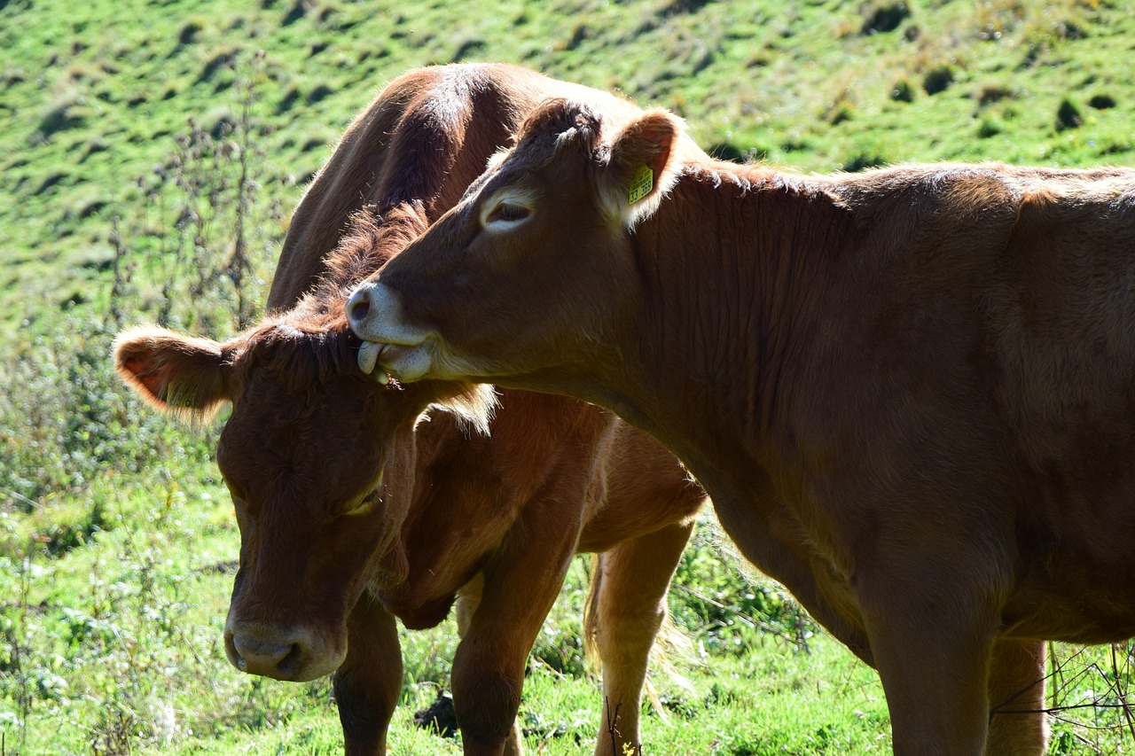 cows love tongue free photo