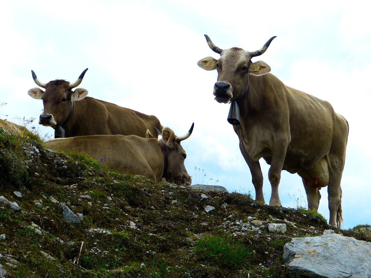 cows beef animal free photo