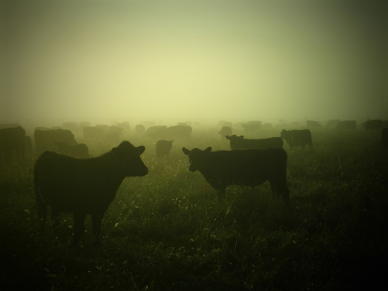 cows cattle farming free photo