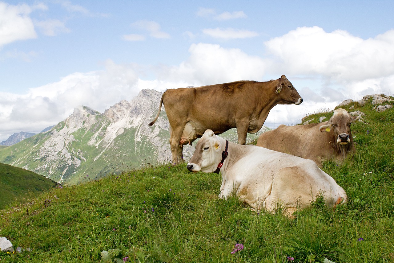 cows mountain cow free photo