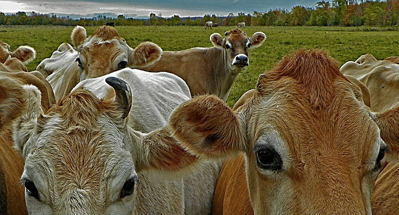 cows bovine cattle free photo