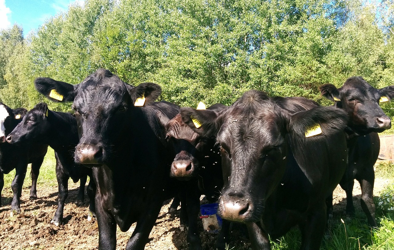 cows pasture summer sweden free photo