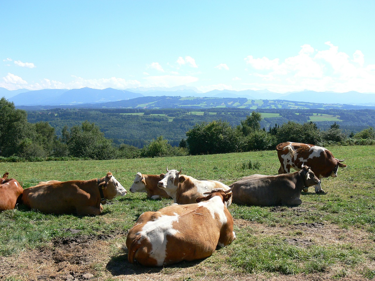 cows nature cattle free photo