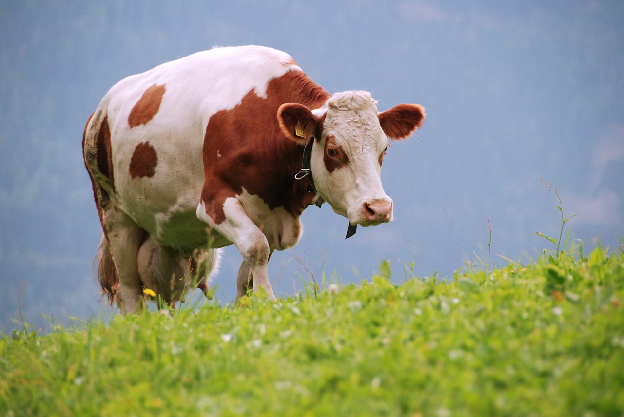 cows meadow south tyrol free photo