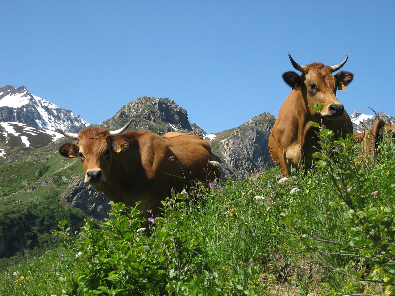 cows mountain nature free photo