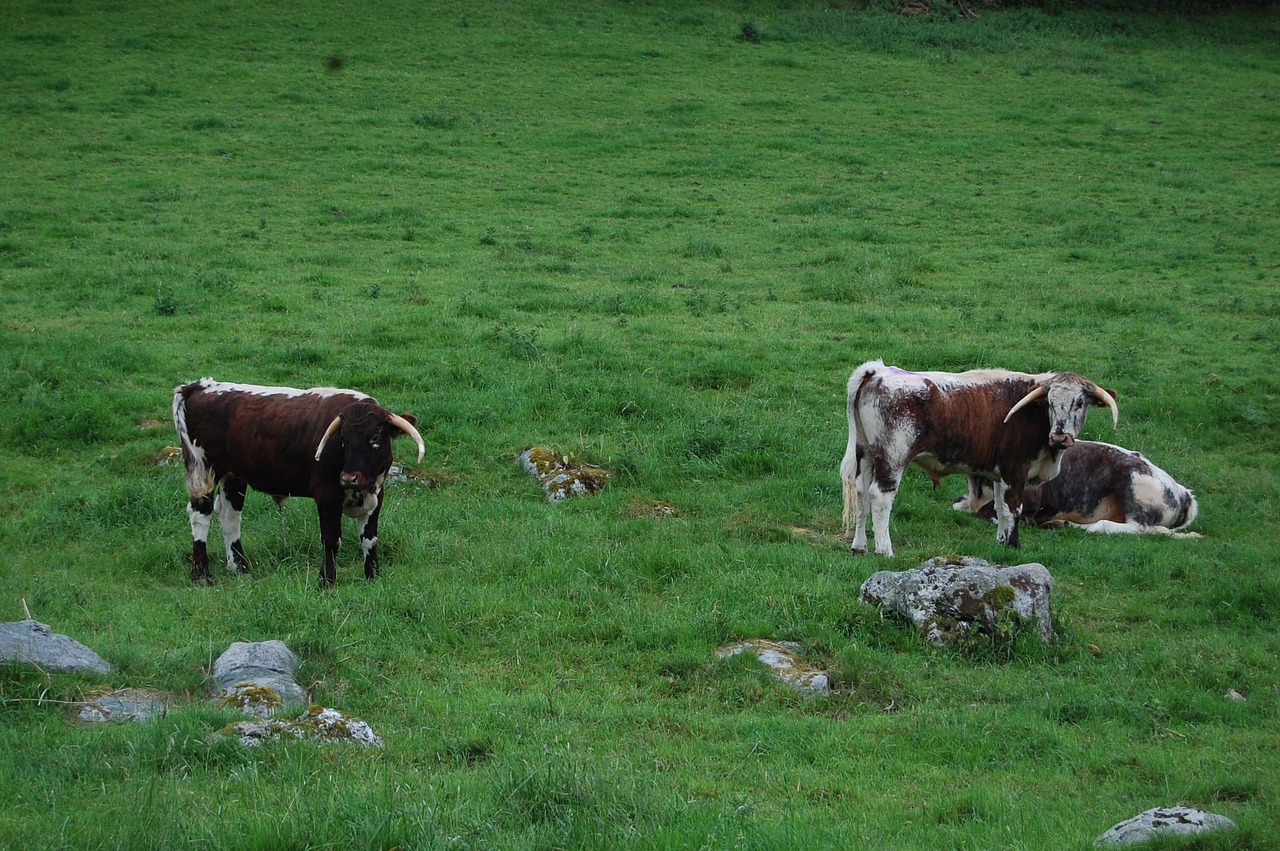 cows england campaign free photo