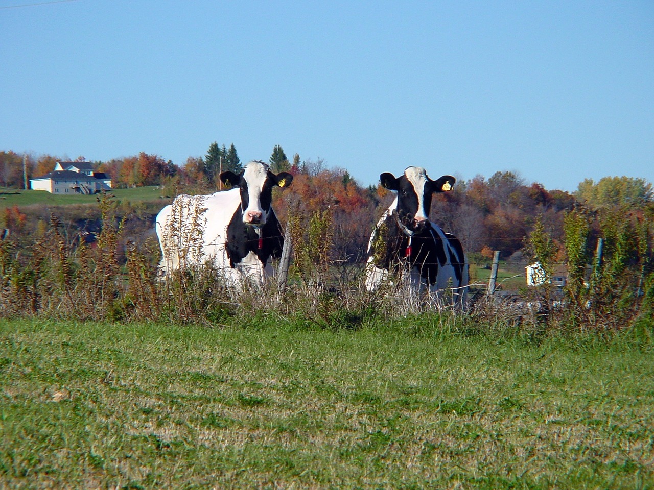 cows vermont farm free photo