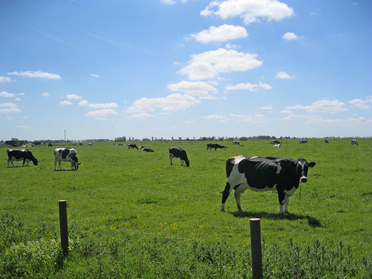 cows east frisia pasture free photo