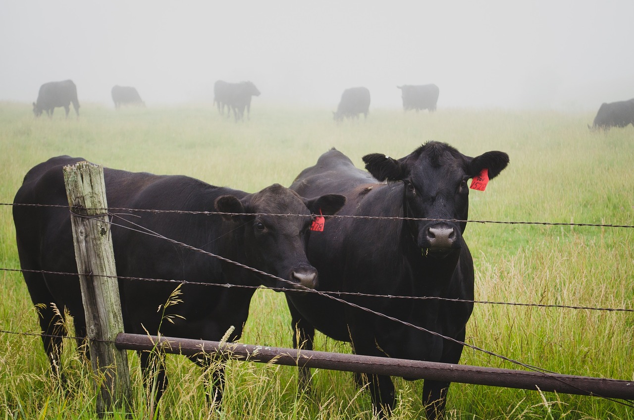 cows animals farm free photo