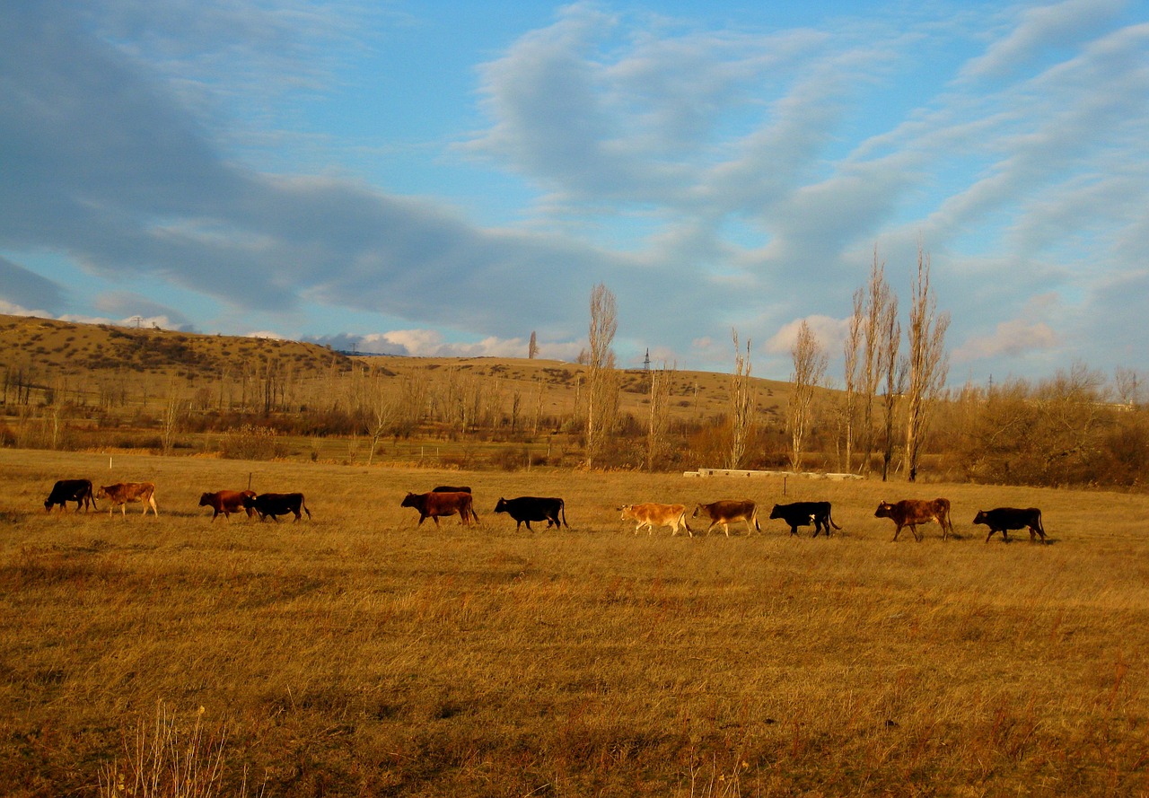 cows animals landscape free photo