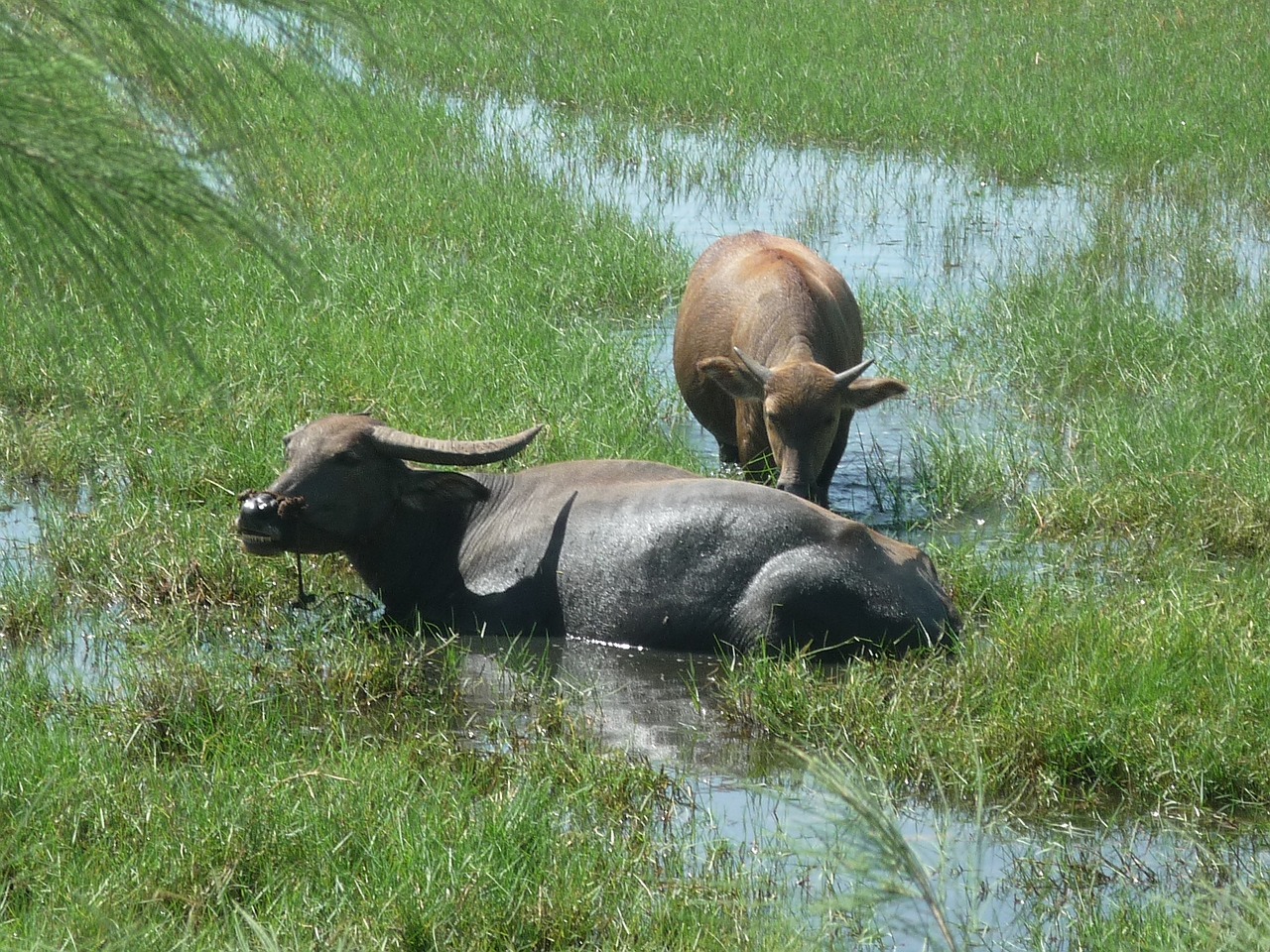 cows cattle vietnam free photo