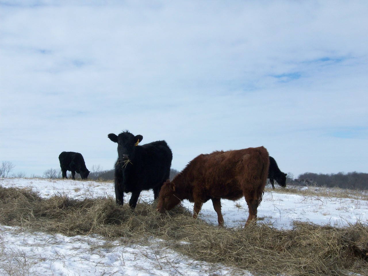 cows farm winter free photo