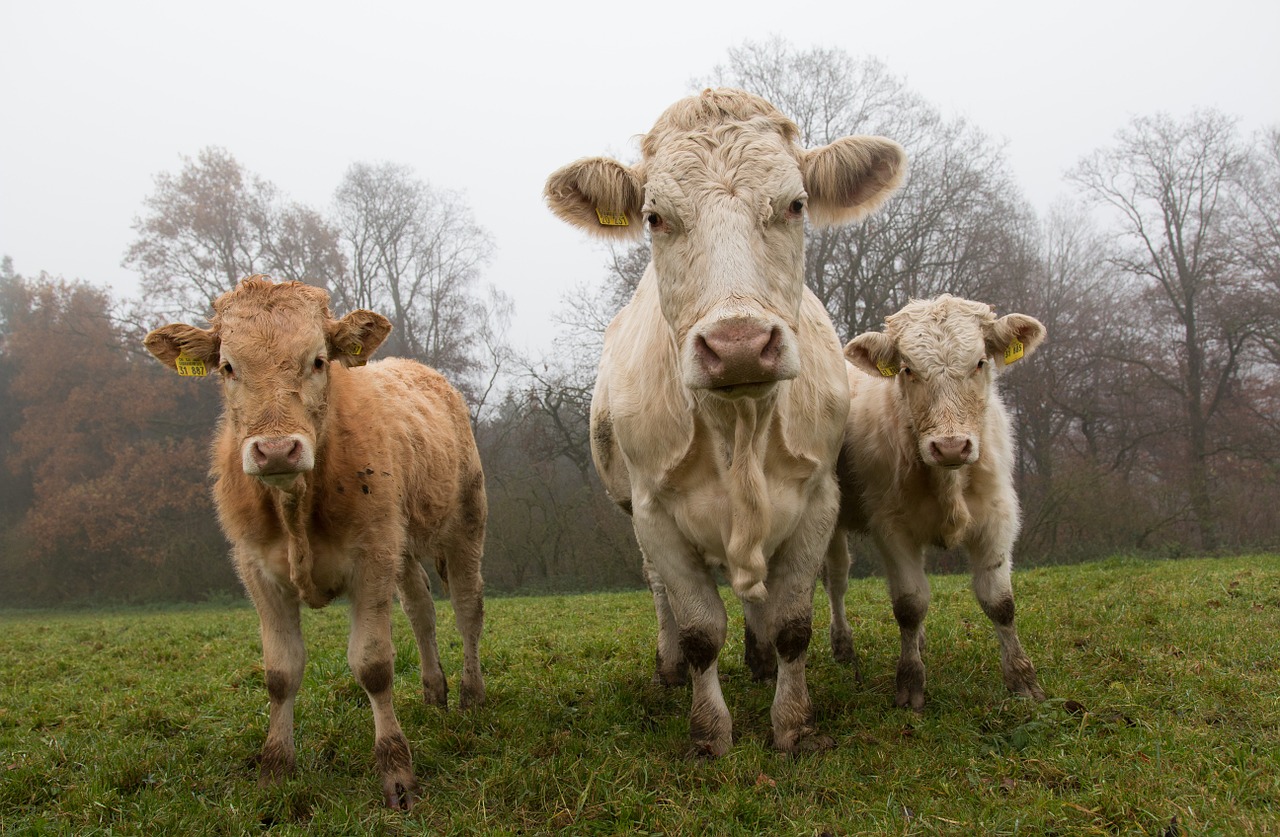 cows kuhwiese calf free photo