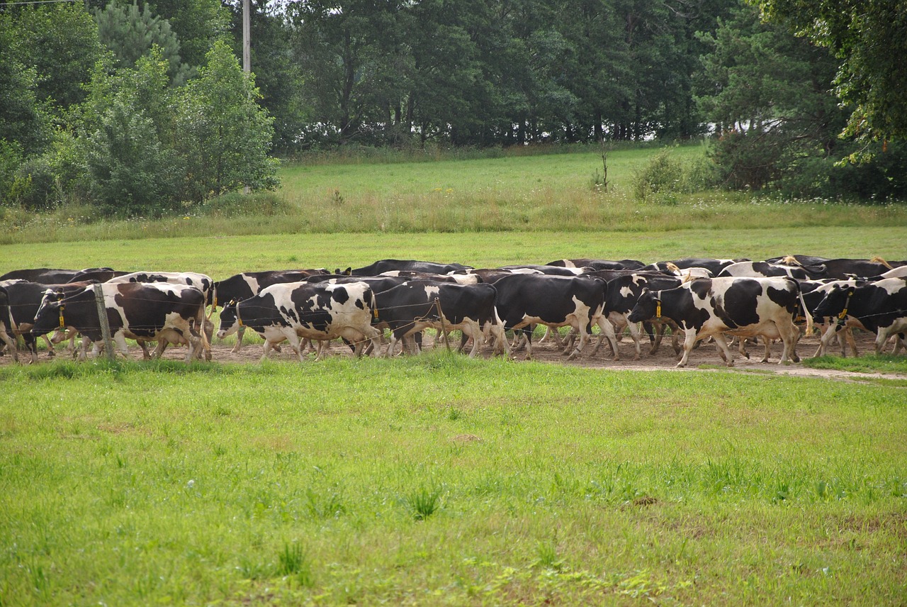 cows summer animal free photo