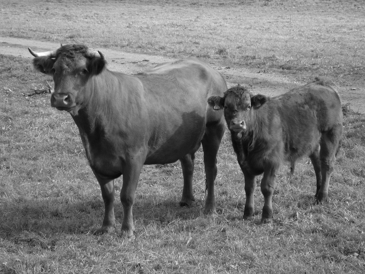 cows bull ruminant free photo