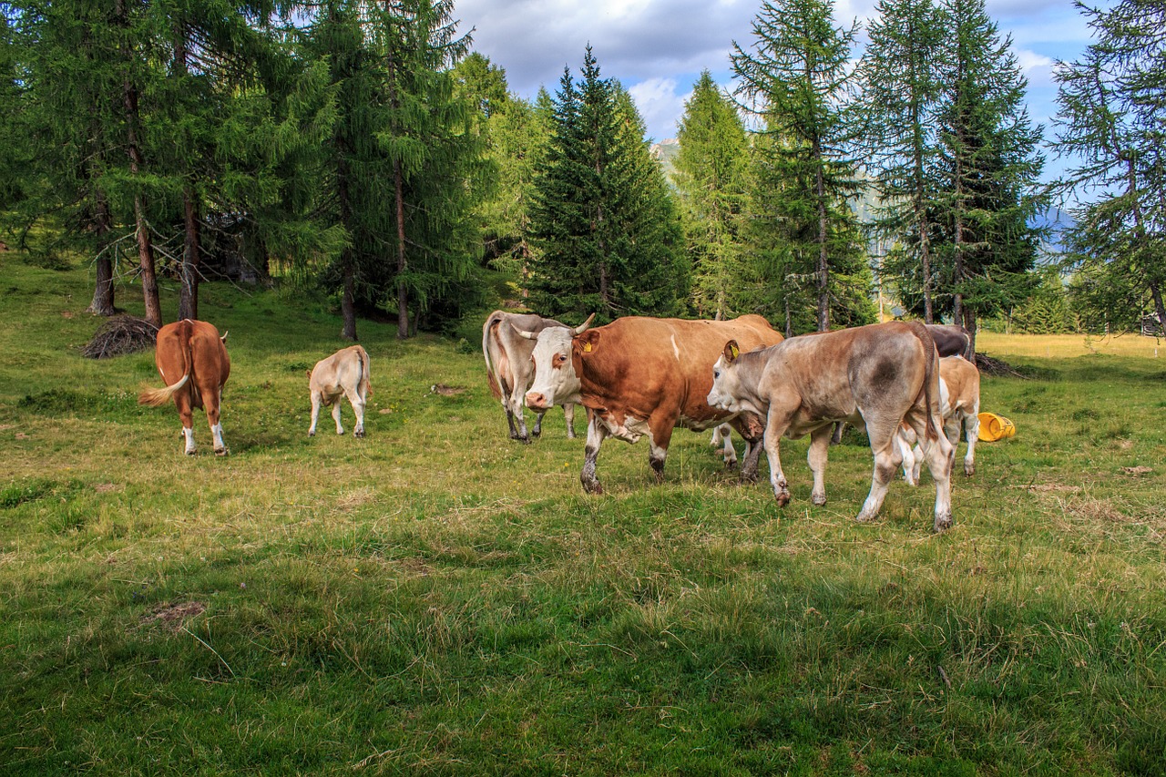 cows cow herd alm free photo