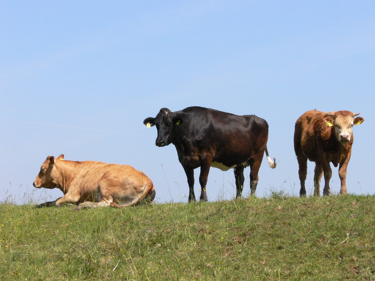 cows amdorf east frisia free photo