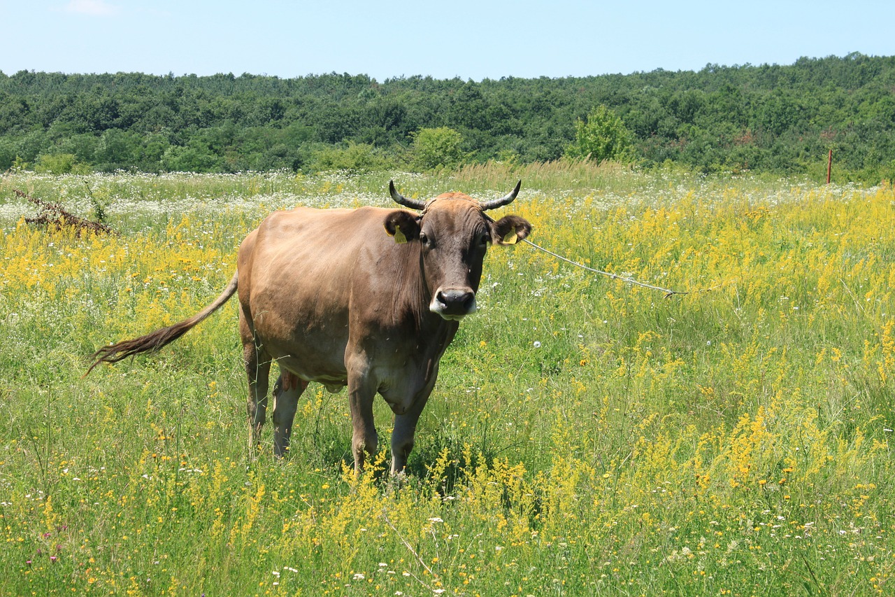 cows eating female free photo