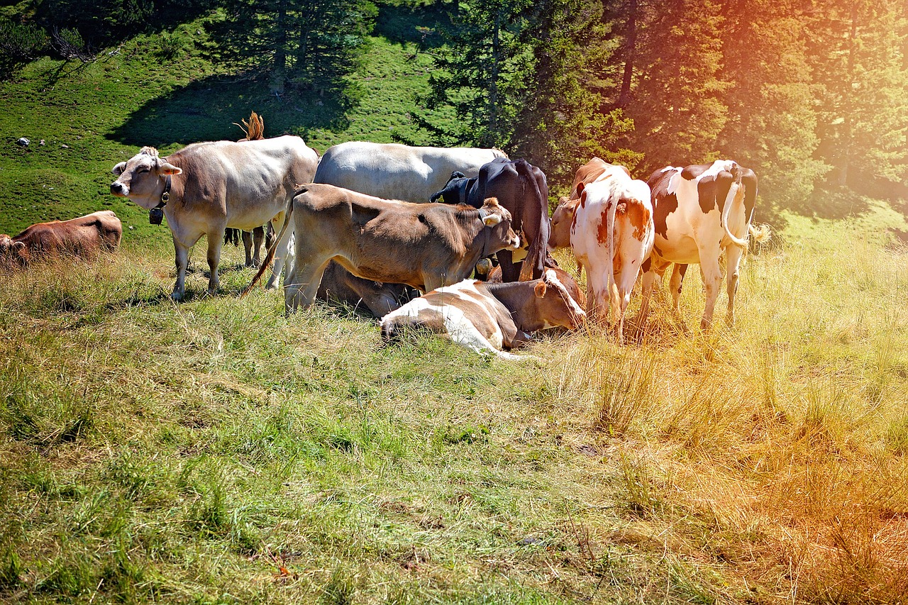 cows alm landscape free photo