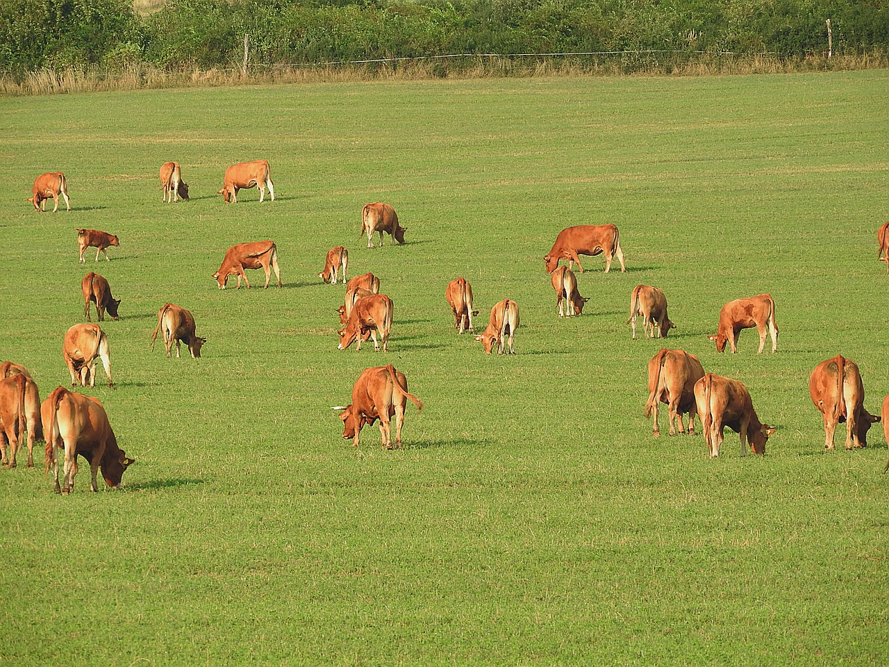 cows pasture graze free photo