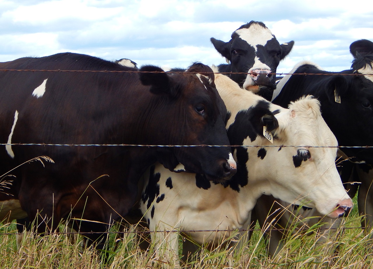 cows animals farm free photo