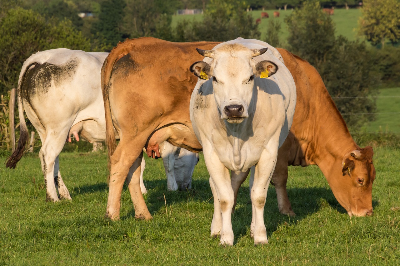 cows cattle pasture free photo