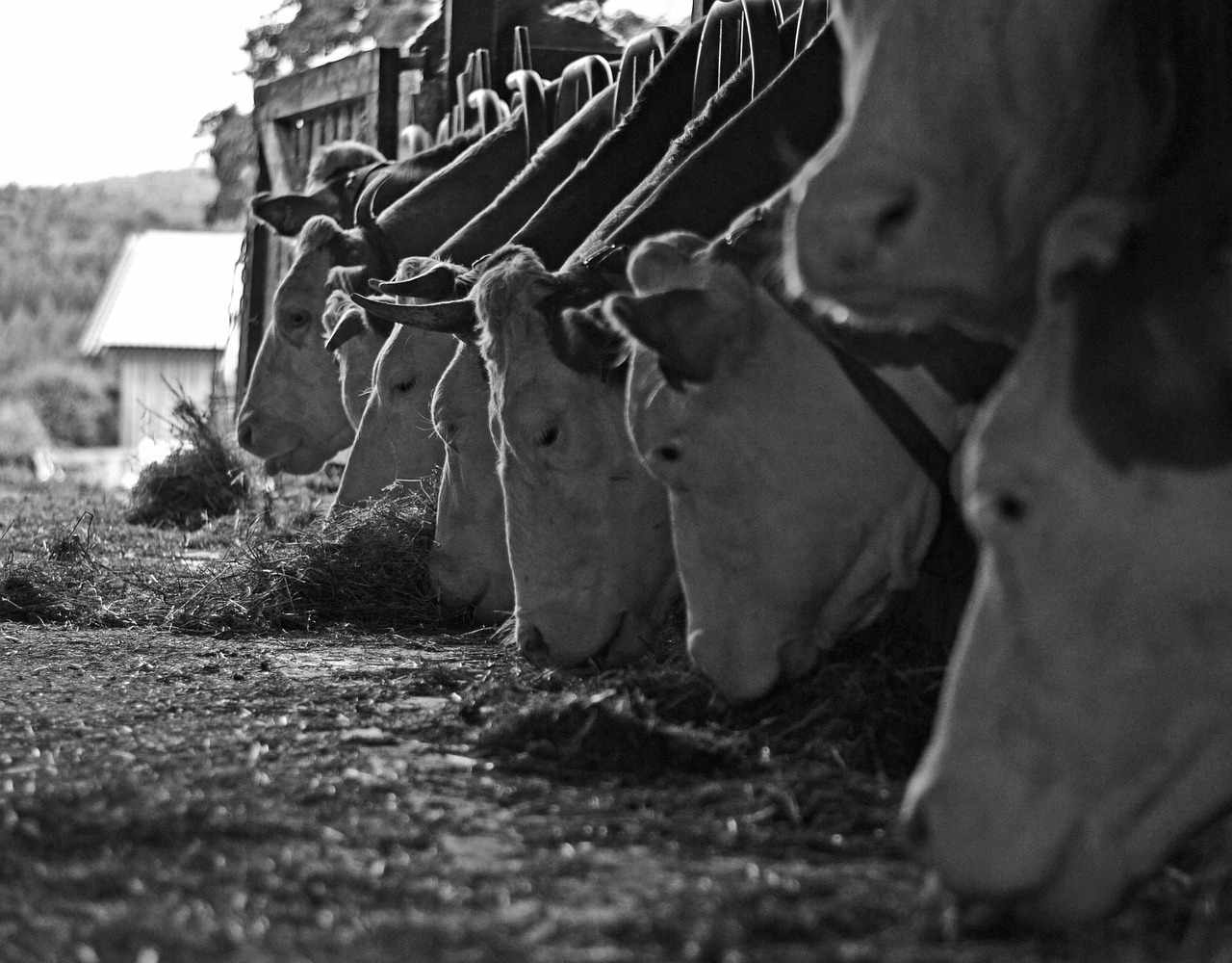 Cows,farm,nature,feeding,free pictures - free image from needpix.com