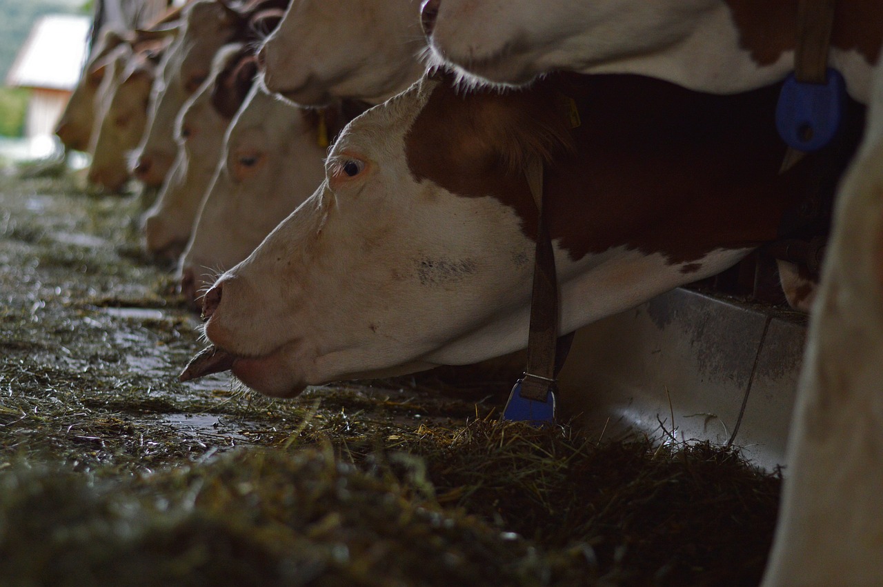 cows farm feeding free photo