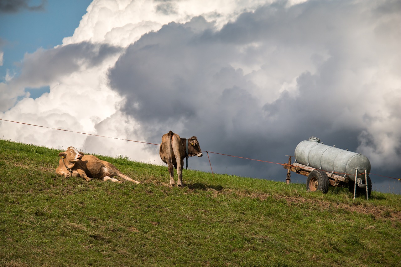 cows clouds pasture free photo