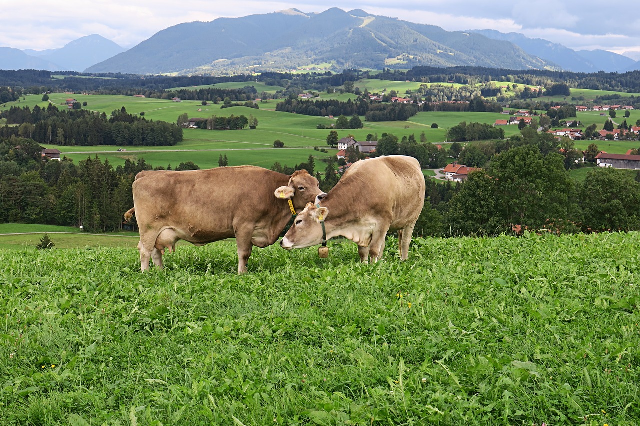 cows meadow mountains free photo