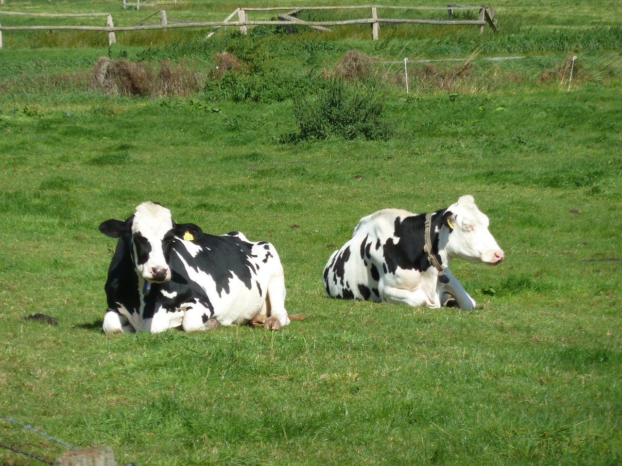 cows pasture concerns free photo