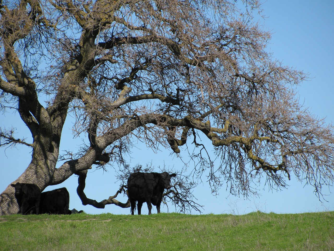 cows livestock tree free photo