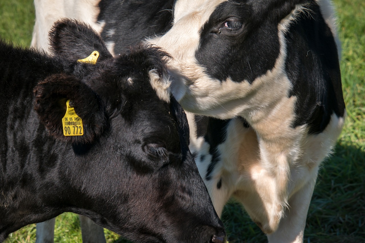 cows pasture alm free photo