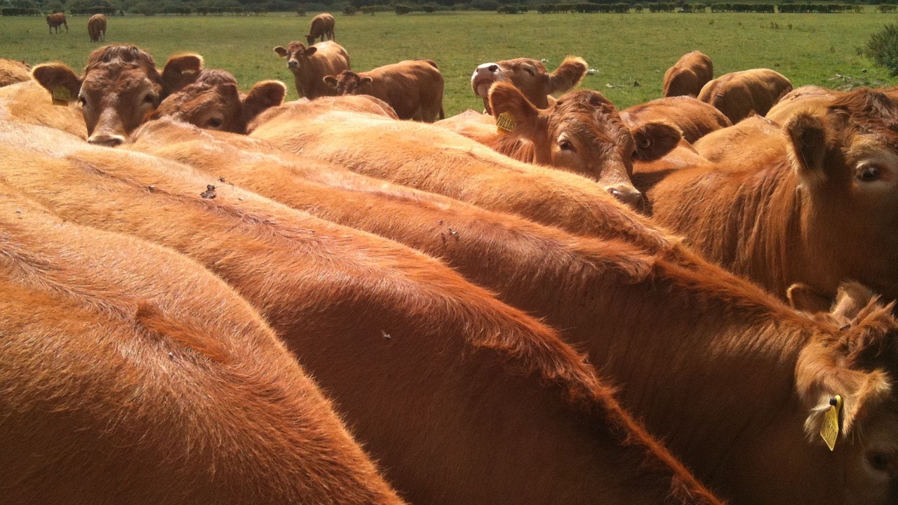 cows summer rural free photo