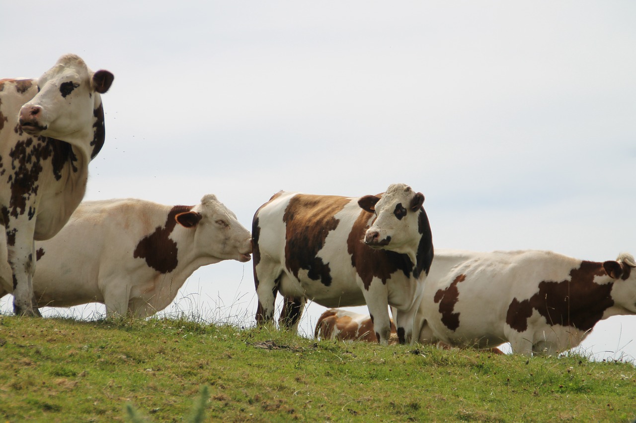 cows normandy france free photo