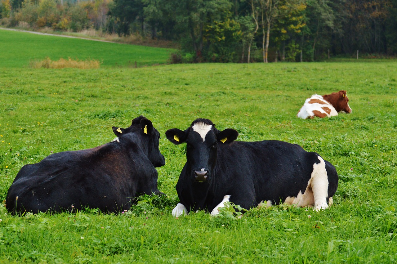 cows black cow free photo