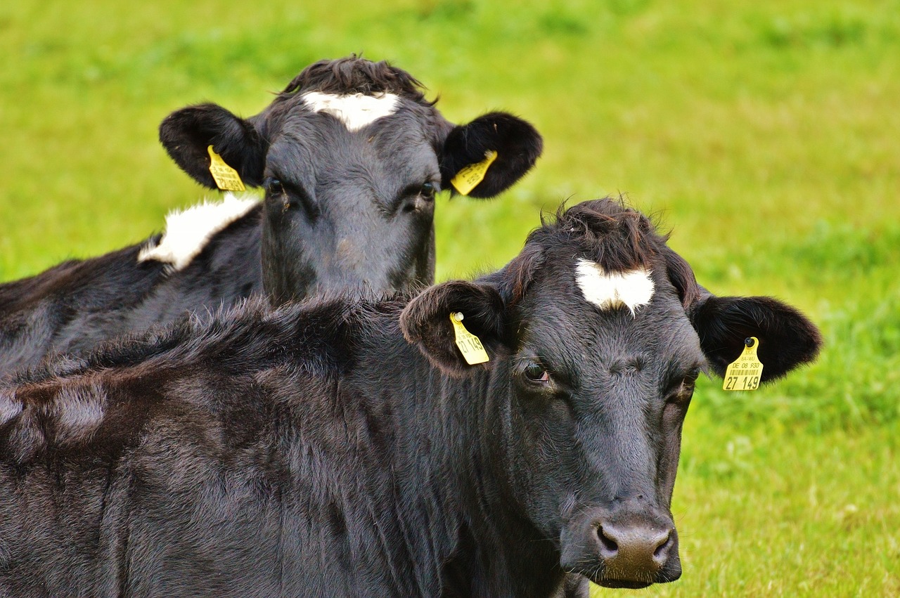 cows black cow free photo