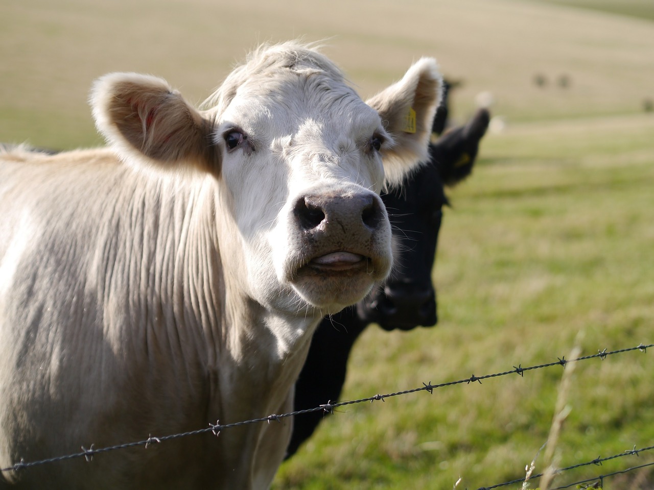 cows pasture tongue free photo