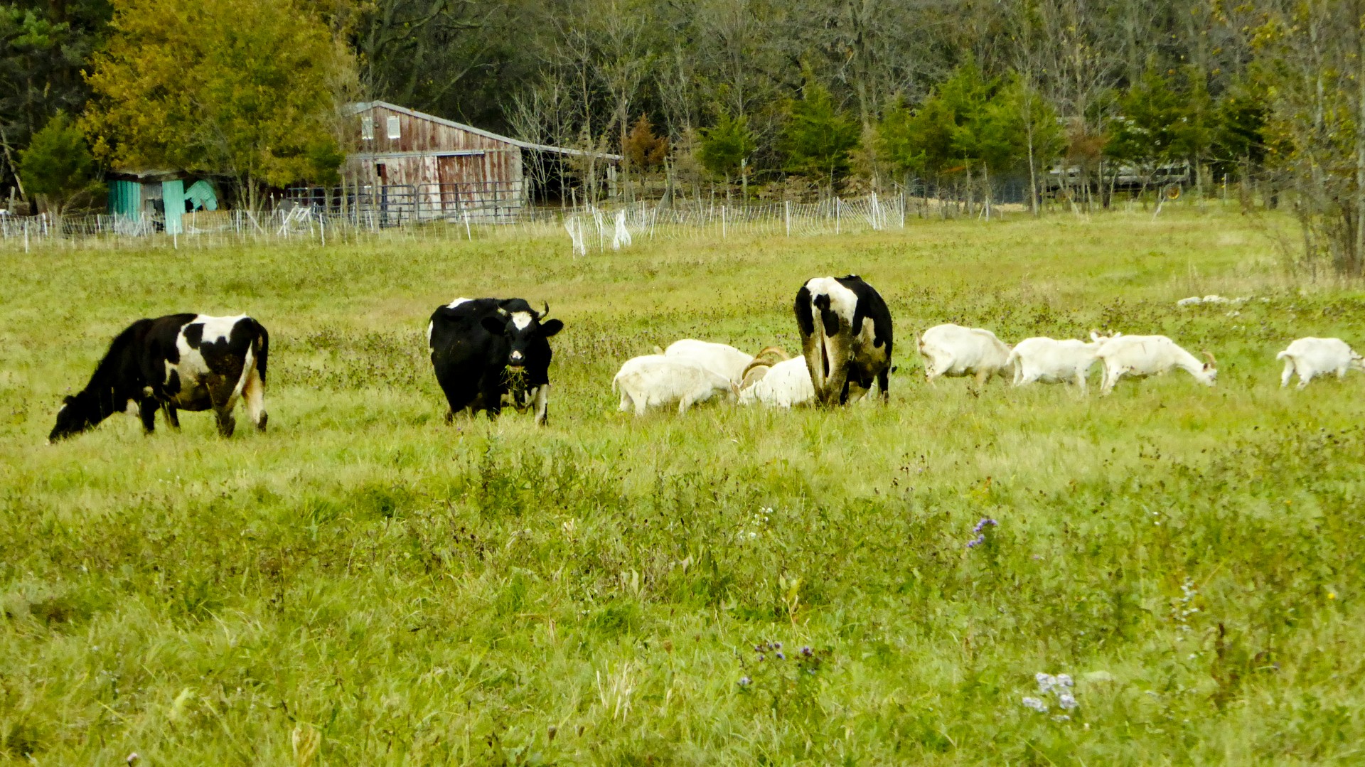 country farm cows free photo