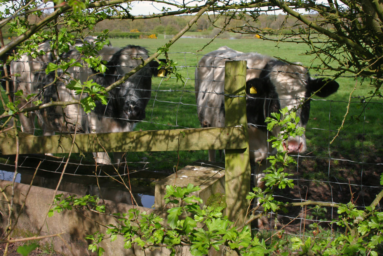 cows water trough free photo