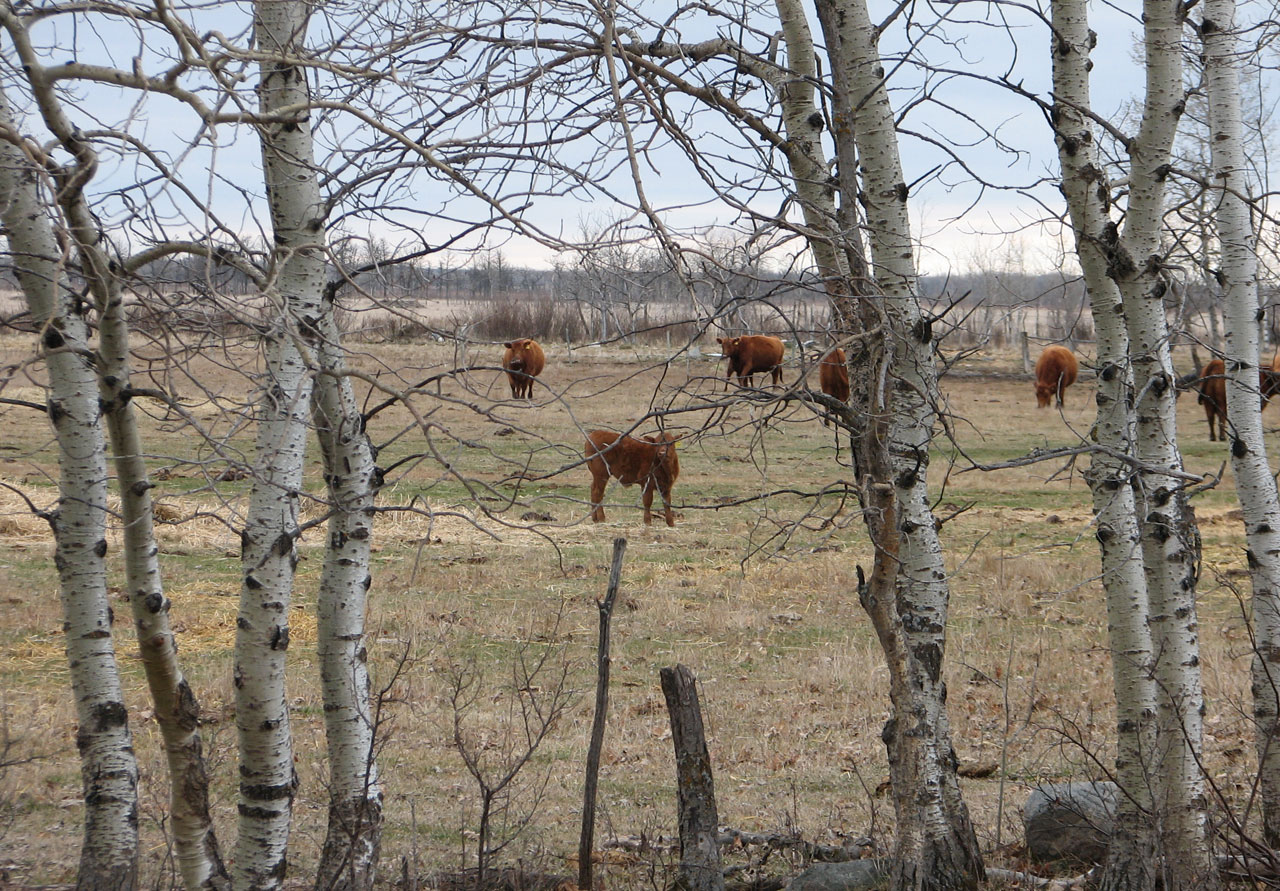 cows calves cattle free photo