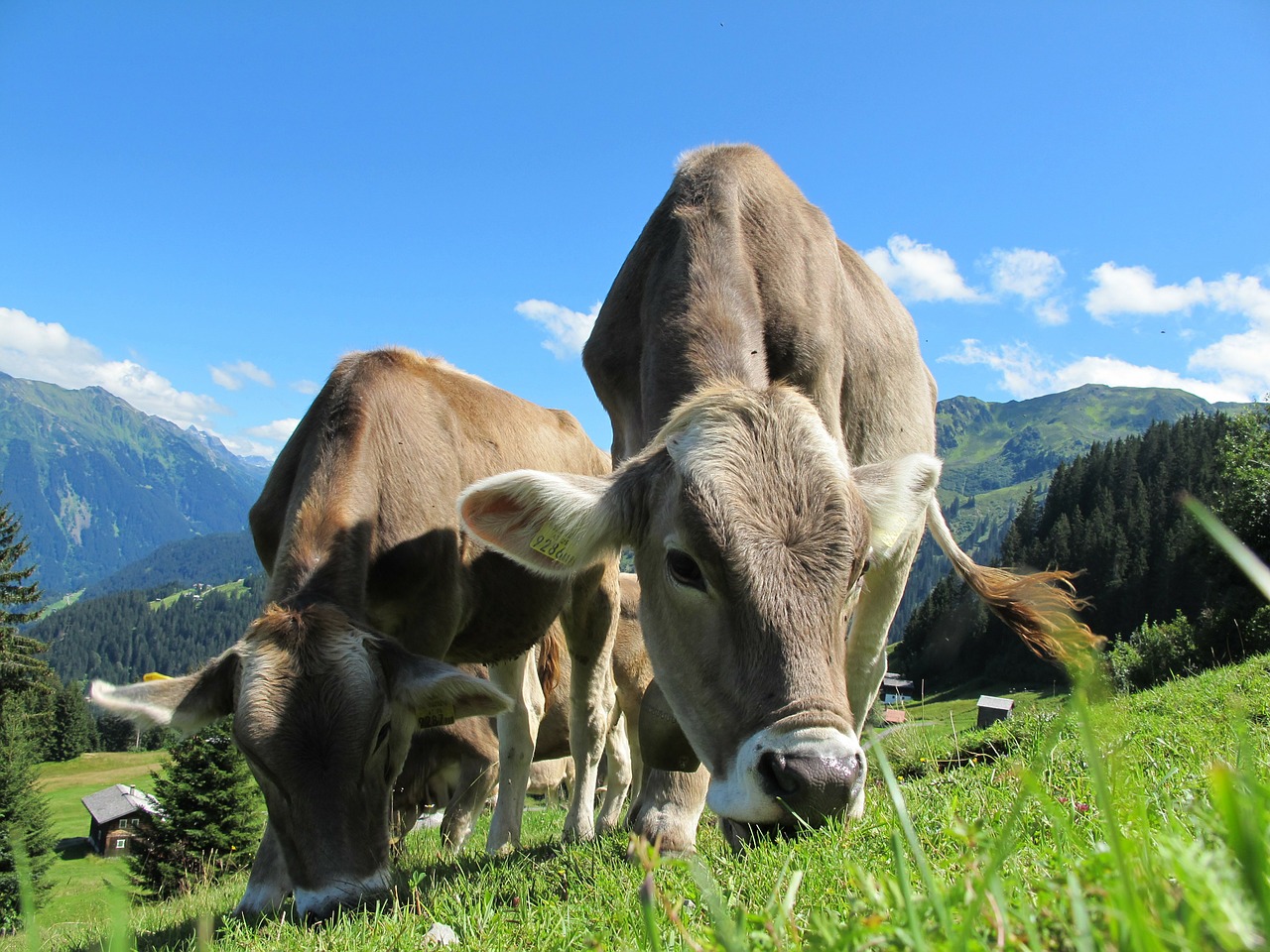 cows cow austria pasture free photo