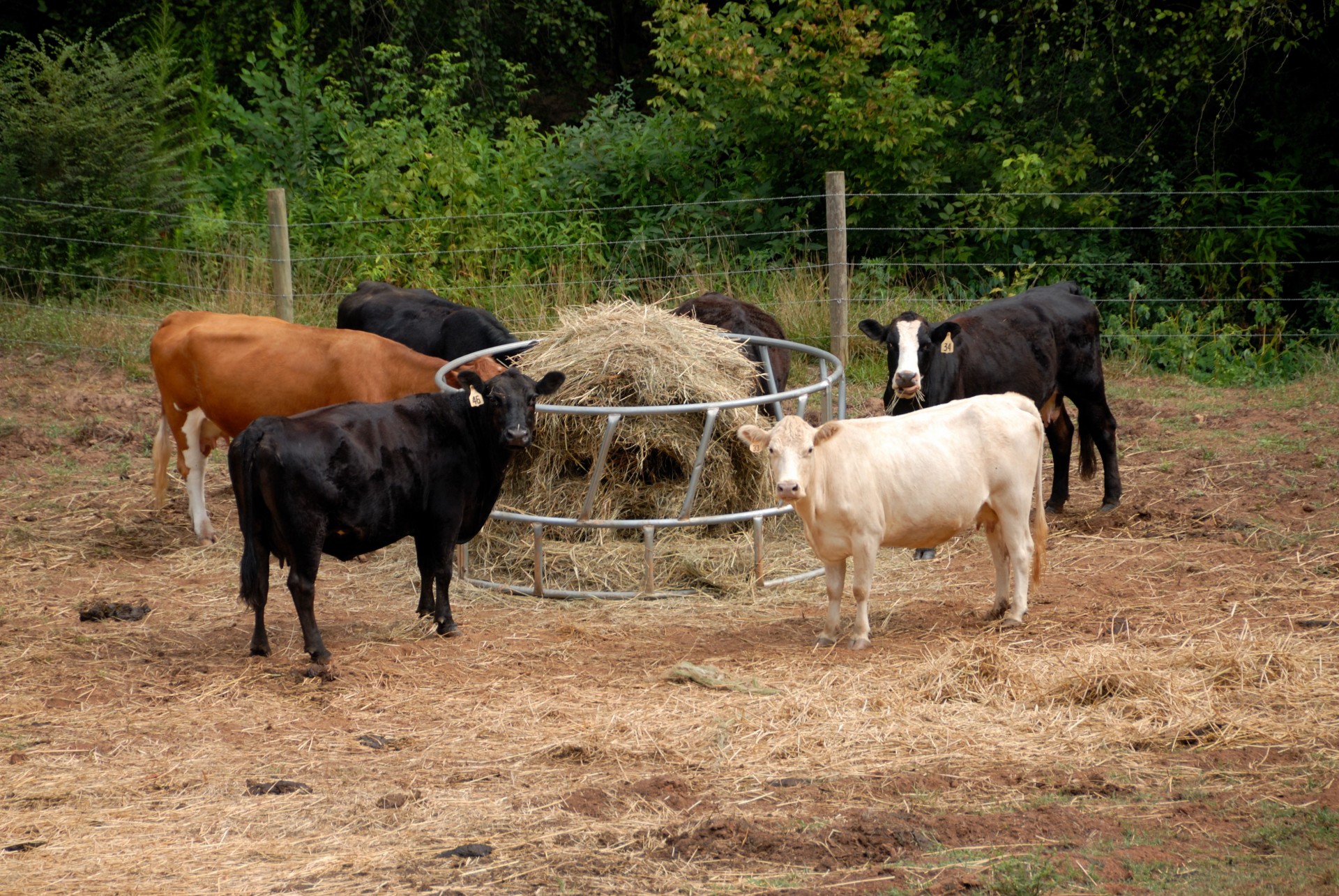 cows cattle feeding free photo