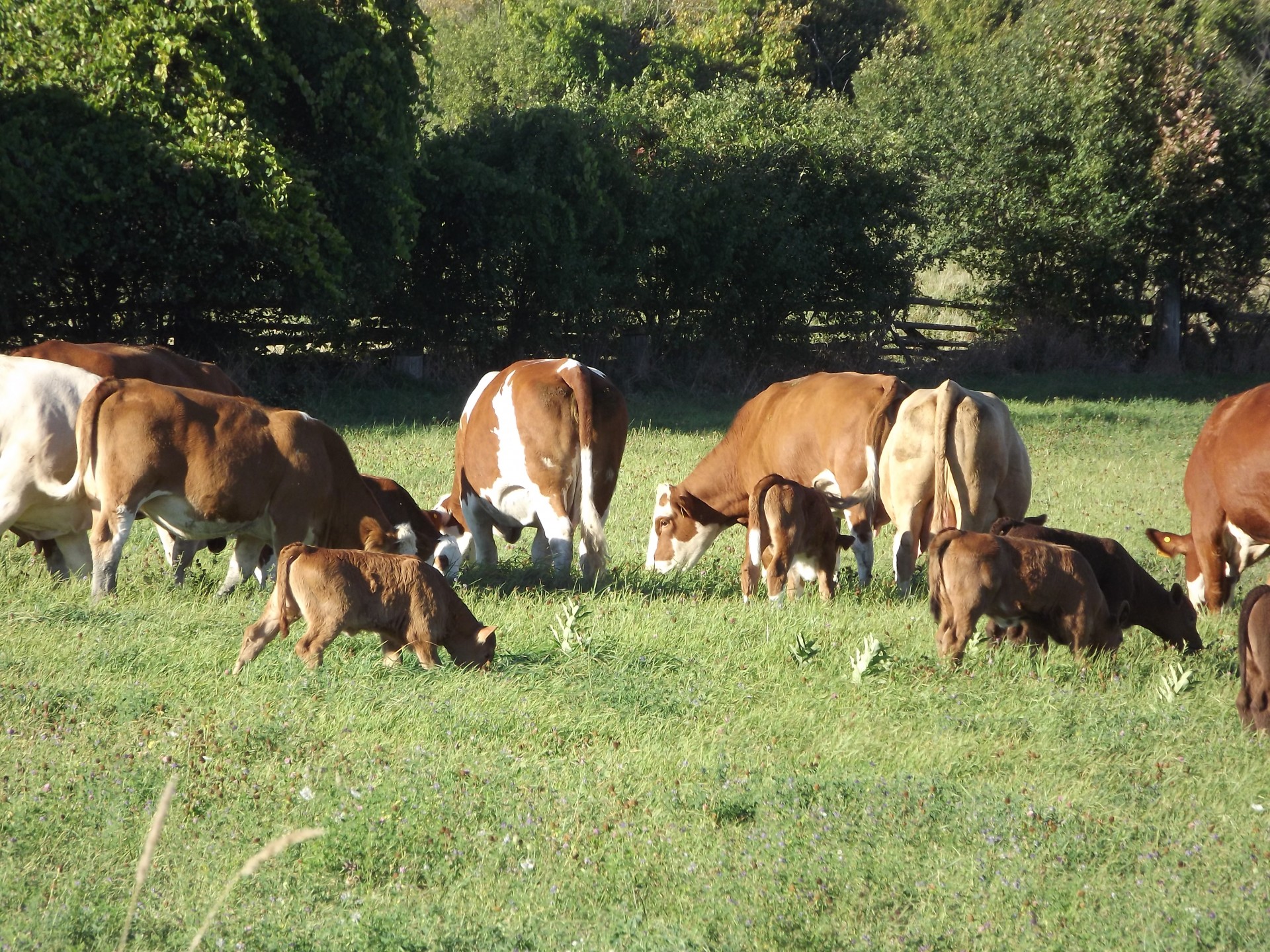 brown cow jersey calves free photo