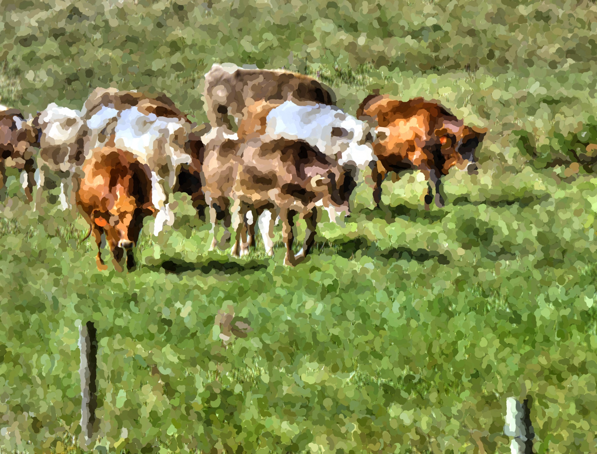 cow cows cattle free photo