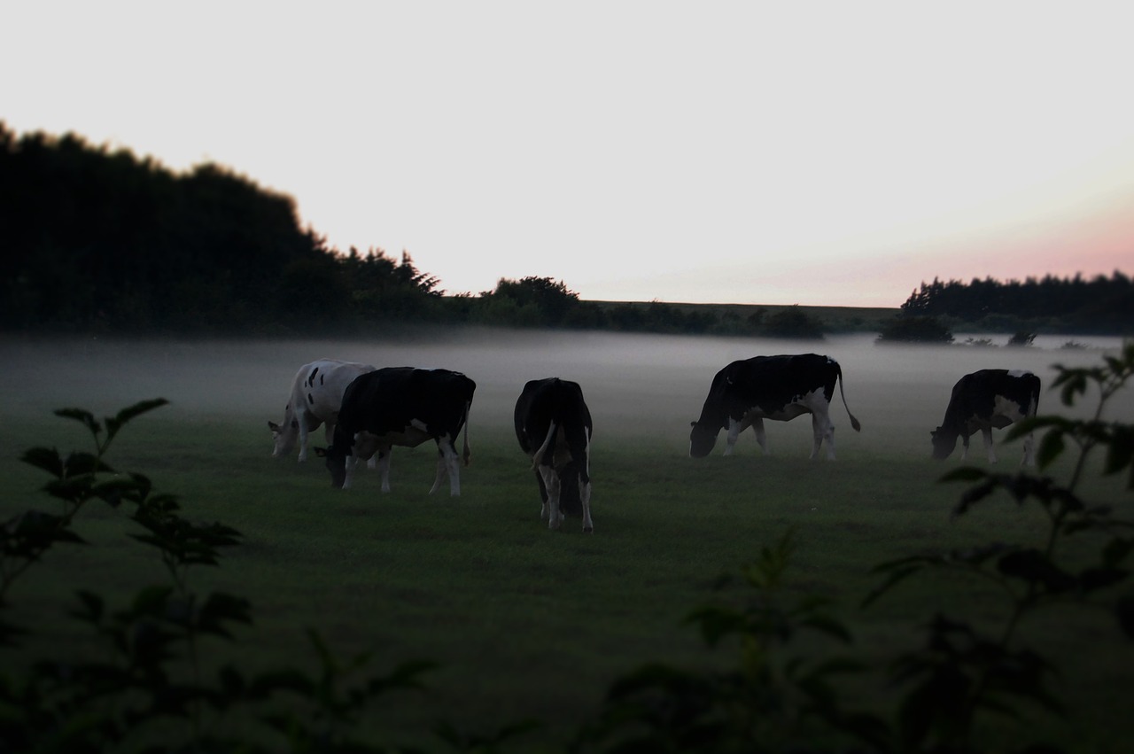 cows in the fog graze nature free photo