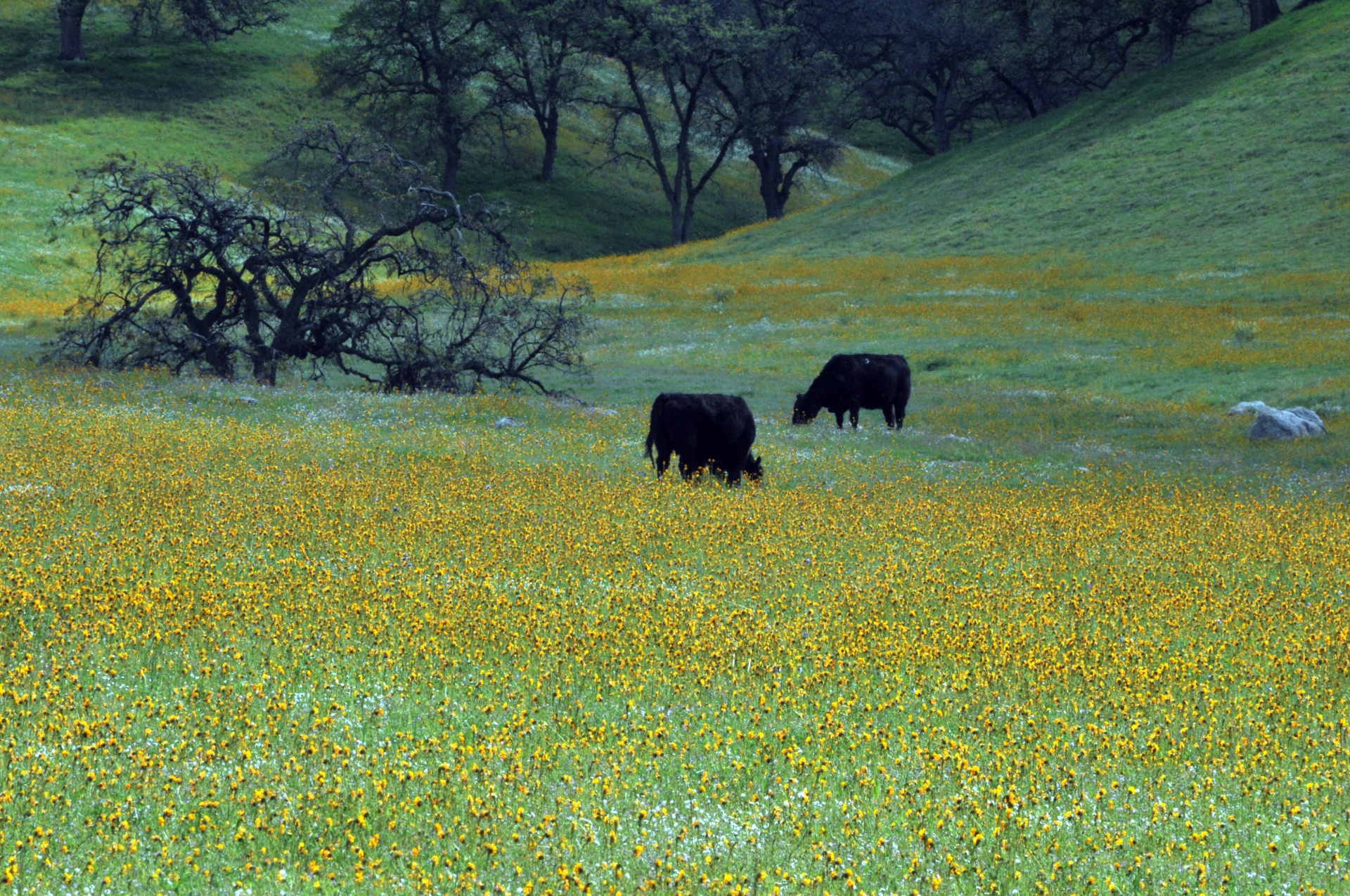 cow cows meadow free photo