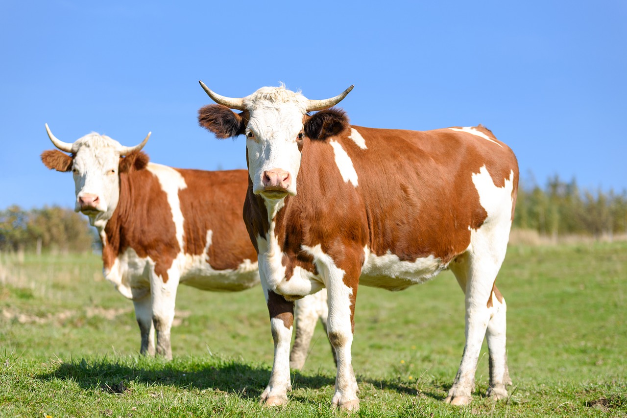 cows on pasture milk beef cattle free photo