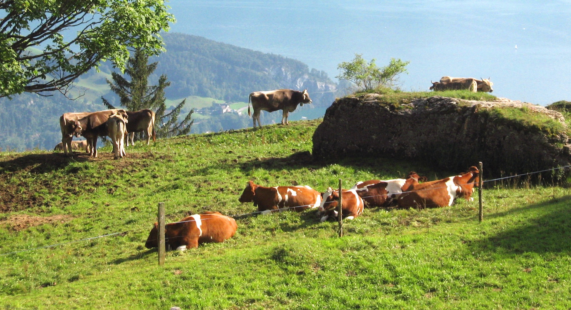 cows cattle switzerland free photo